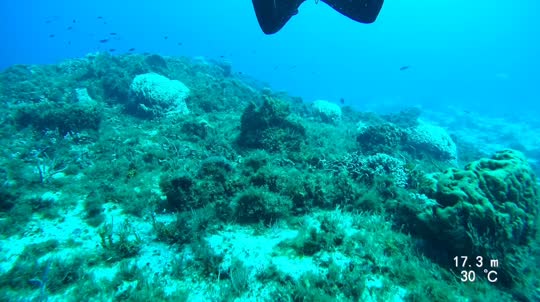 Dive+领路人的帖子