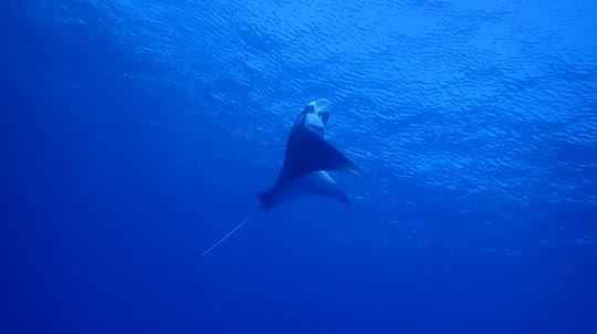 Dive+領(lǐng)路人的帖子