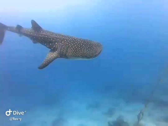 Dive+领路人的帖子