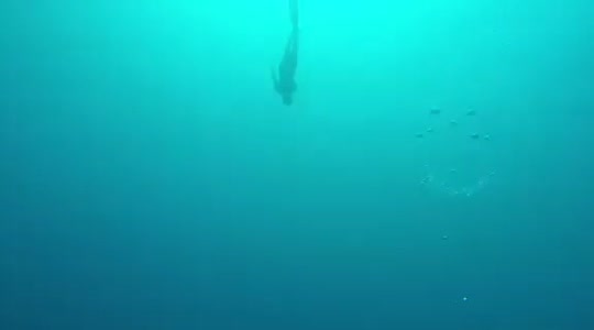 Dive+领路人的帖子