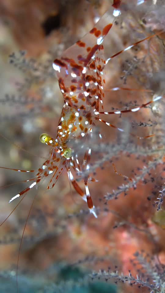 Dive+領(lǐng)路人的帖子