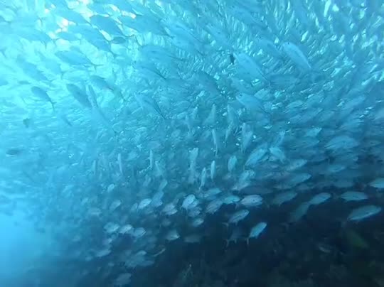 Dive+领路人的帖子