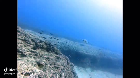 Dive+领路人的帖子