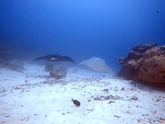 Dive+領(lǐng)路人的帖子