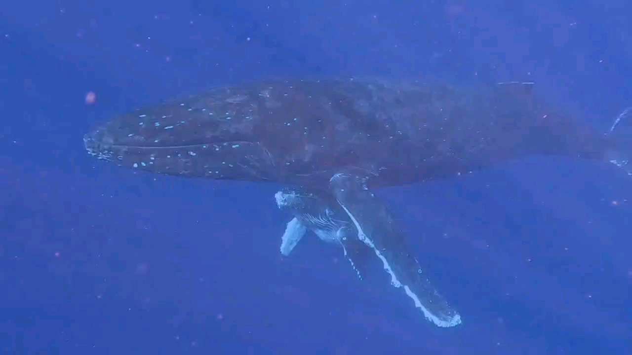 Dive+领路人的帖子