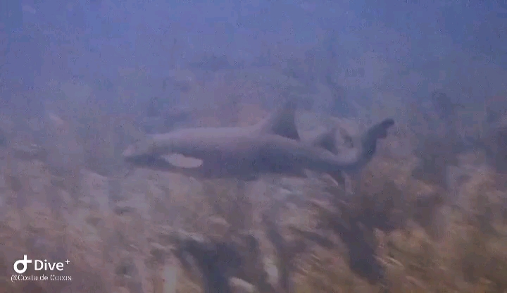 Dive+领路人的帖子
