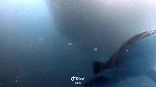 Dive+领路人的帖子