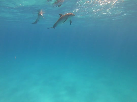 Dive+领路人的帖子