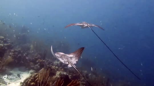 Dive+领路人的帖子