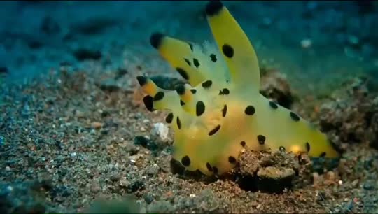 Dive+领路人的帖子