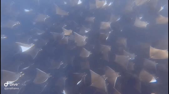 Dive+领路人的帖子