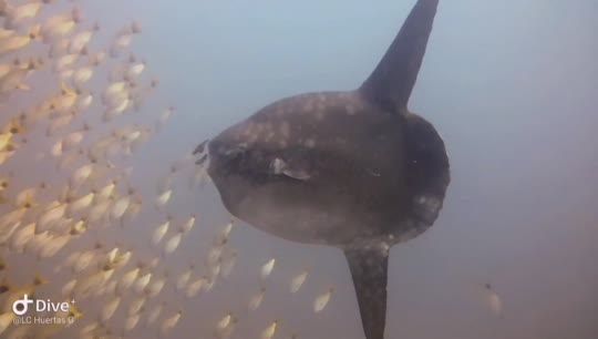 Dive+领路人的帖子