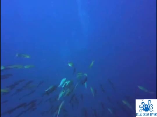 Dive+领路人的帖子