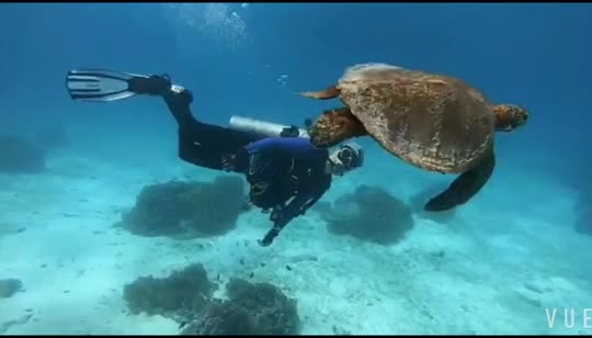 Dive+领路人的帖子