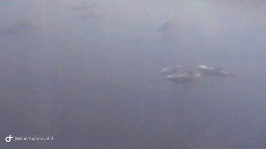 Dive+领路人的帖子