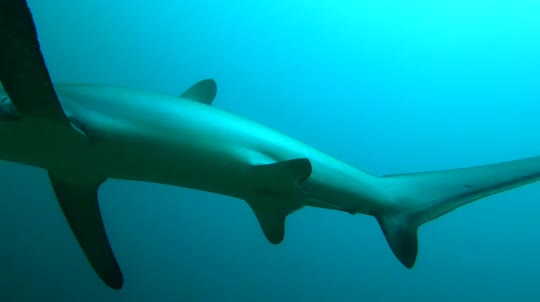 Dive+領(lǐng)路人的帖子