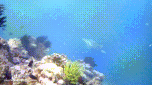 Dive+社區(qū)熱門帖子