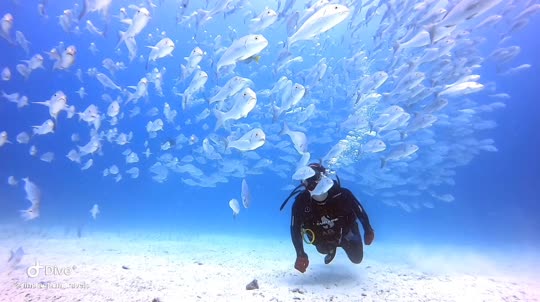 Dive+領路人的帖子