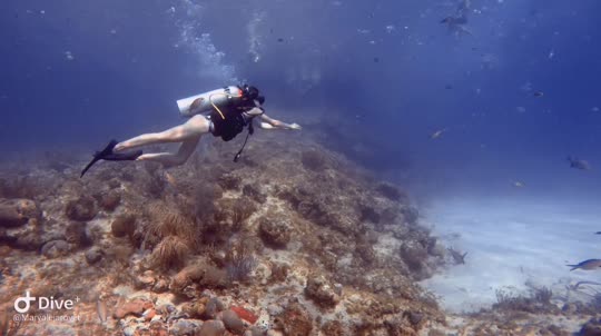 Dive+领路人的帖子