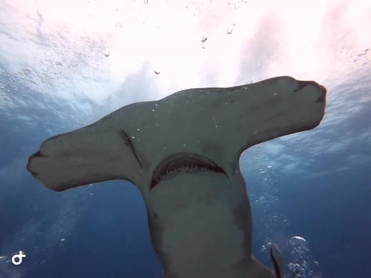 Dive+领路人的帖子