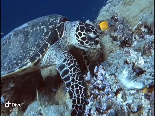 Dive+领路人的帖子