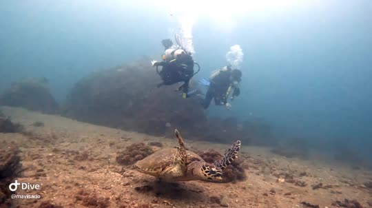 Dive+领路人的帖子