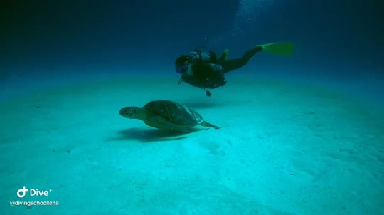 Dive+领路人的帖子