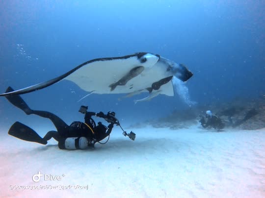 Dive+领路人的帖子