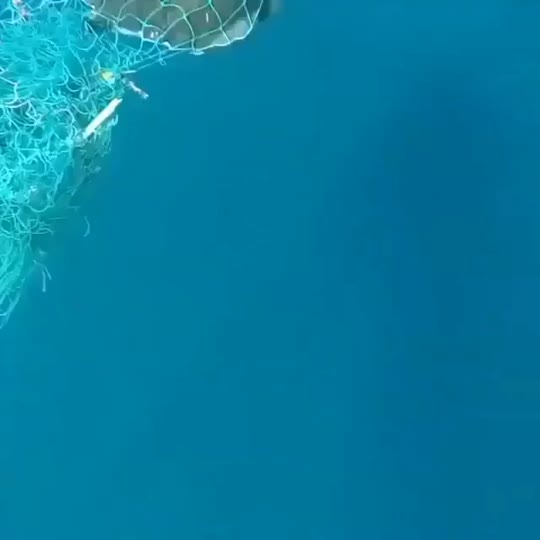 Dive+领路人的帖子
