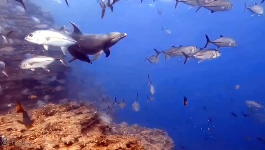 Dive+領路人的帖子