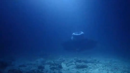 Dive+领路人的帖子