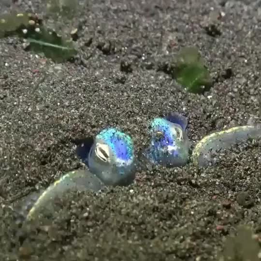 Dive+领路人的帖子